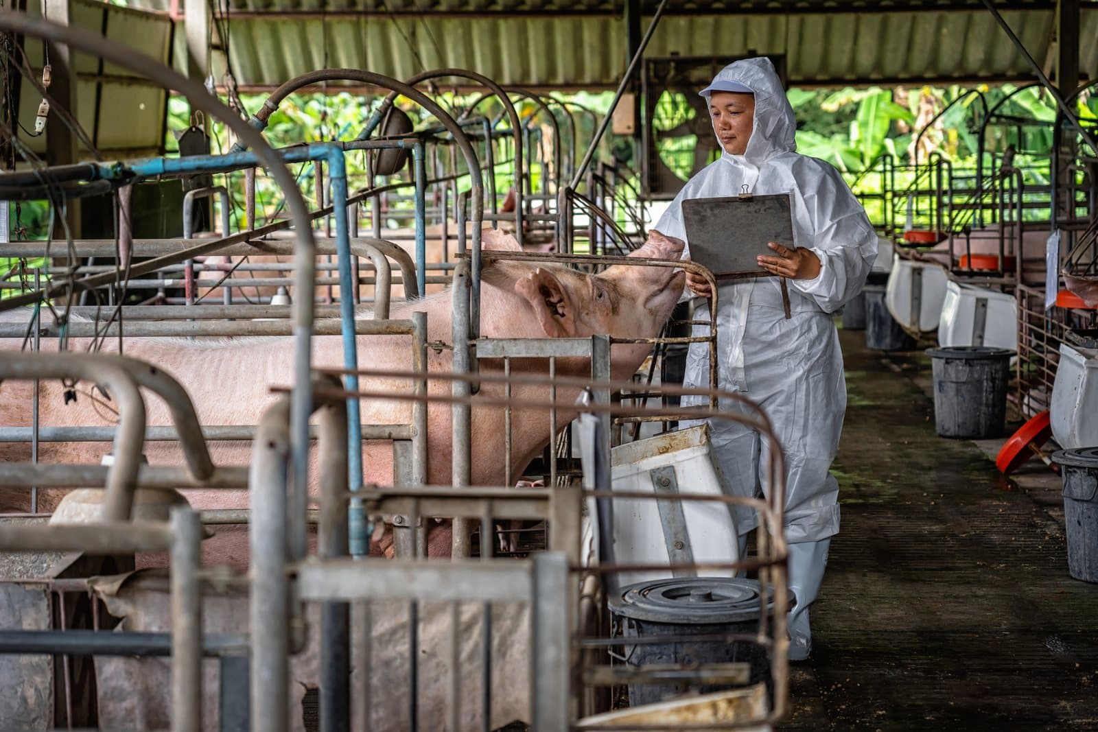 Technicien en tenue de protection dans un élevage porcin