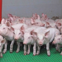 La fin des antibiotiques en élevage de porcs ? Porcelets en post-sevrage