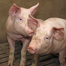 Porcs vaccinés, porcs heureux Porcs heureux